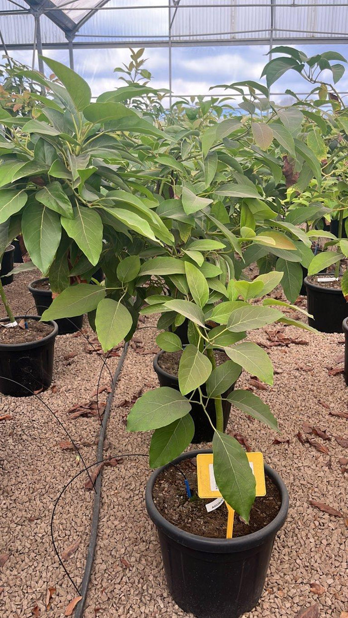 PERSEA AMERICANA FUERTE AVOCADO
