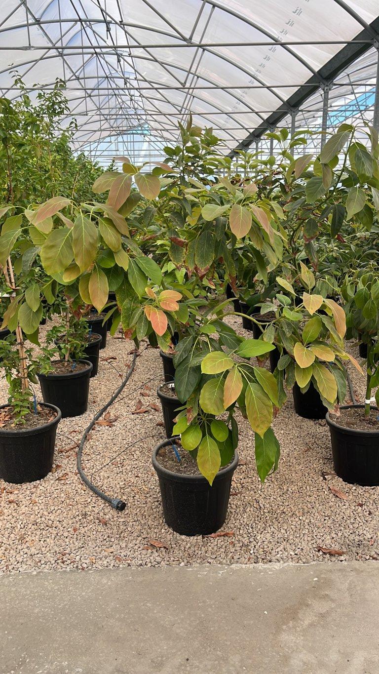 PERSEA AMERICANA HASS AVOCADO