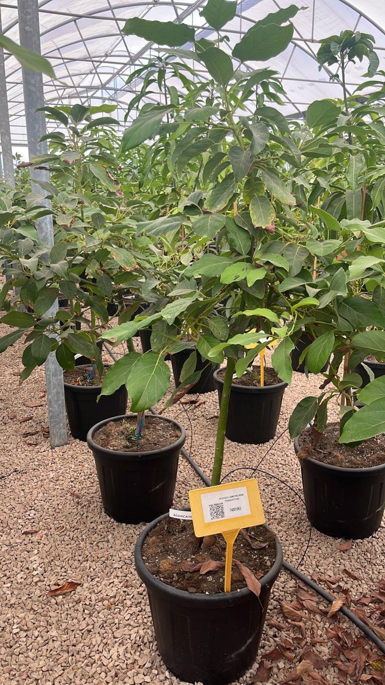 PERSEA AMERICANA PINKERTON AVOCADO