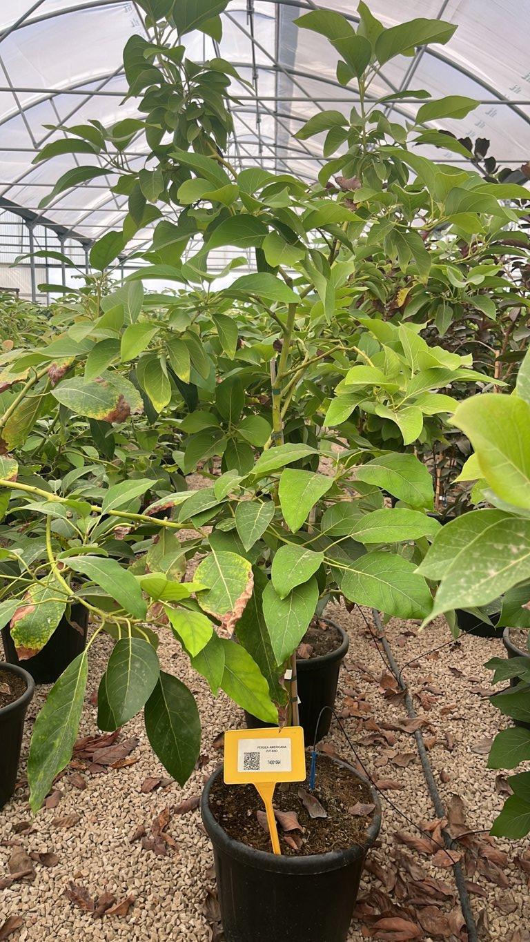 PERSEA AMERICANA ZUTANO AVOCADO