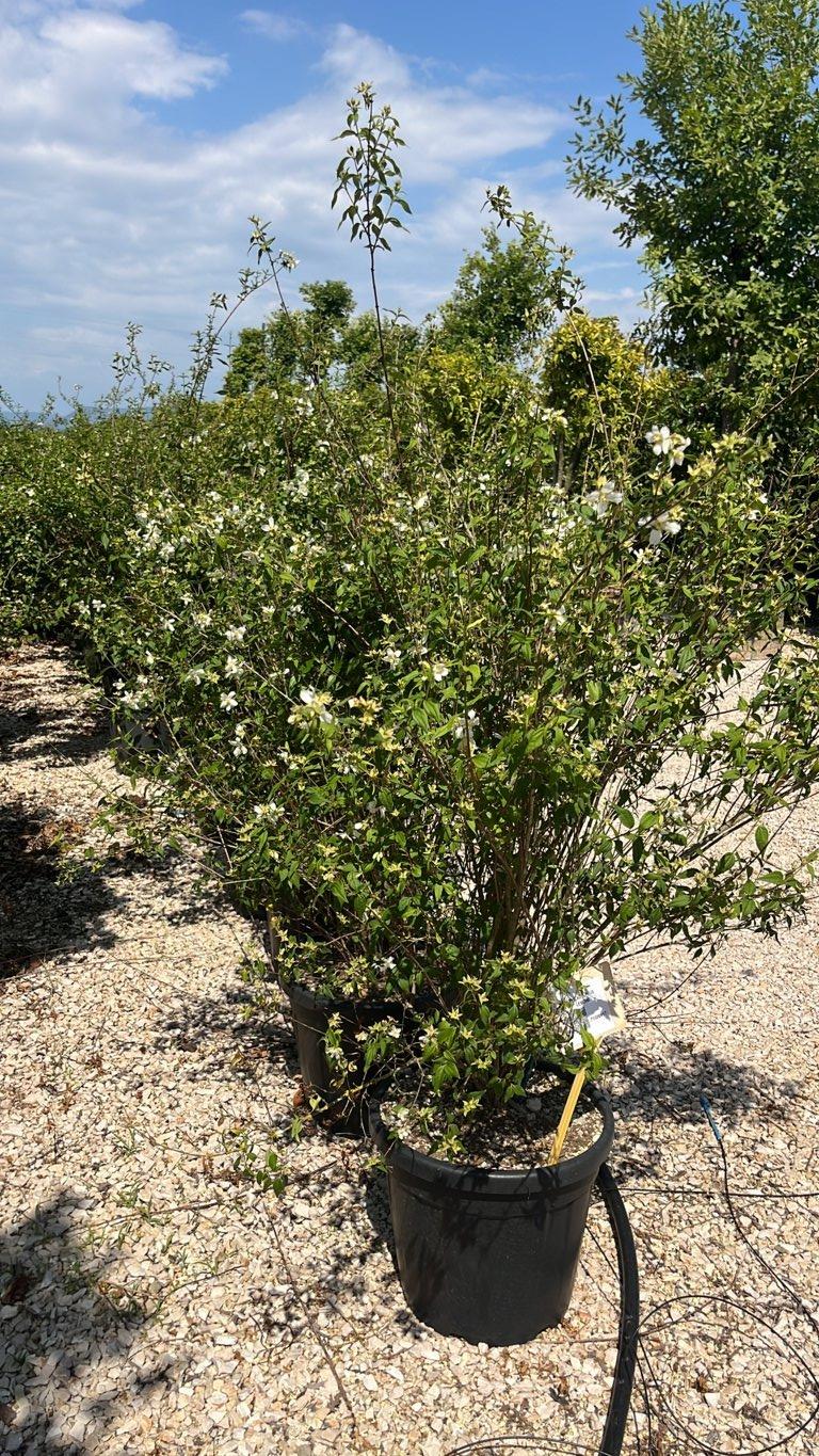 PHILADELPHUS LEMOINEI Fior d’arancio di Lemoine, Arancio falso