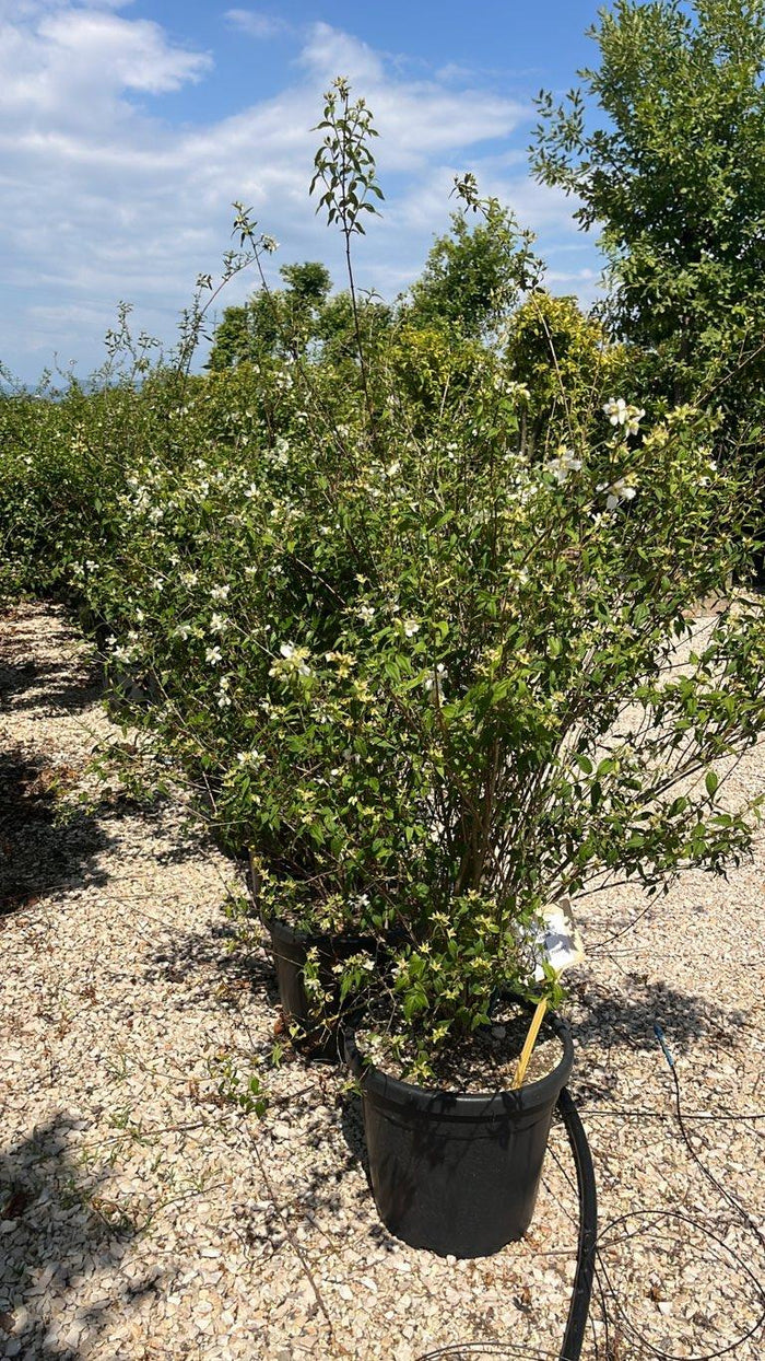 PHILADELPHUS LEMOINEI Fior d’arancio di Lemoine, Arancio falso
