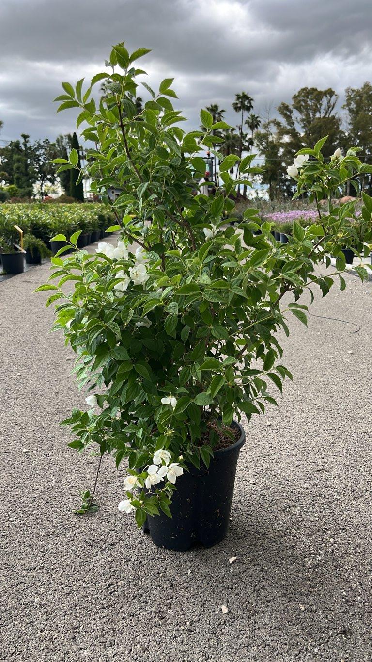 PHILADELPHUS VIRGINALIS Filadelfo virginale, Fior d’Angelo