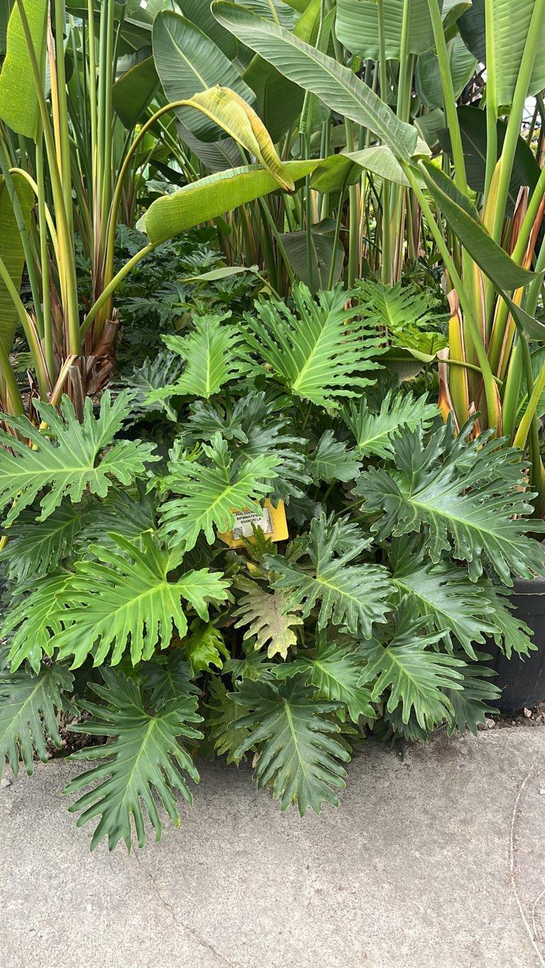 PHILODENDRON BIPINNATIFIDUM SHANGRI LA Filodendro bipinnatifido, Banana d’imbe