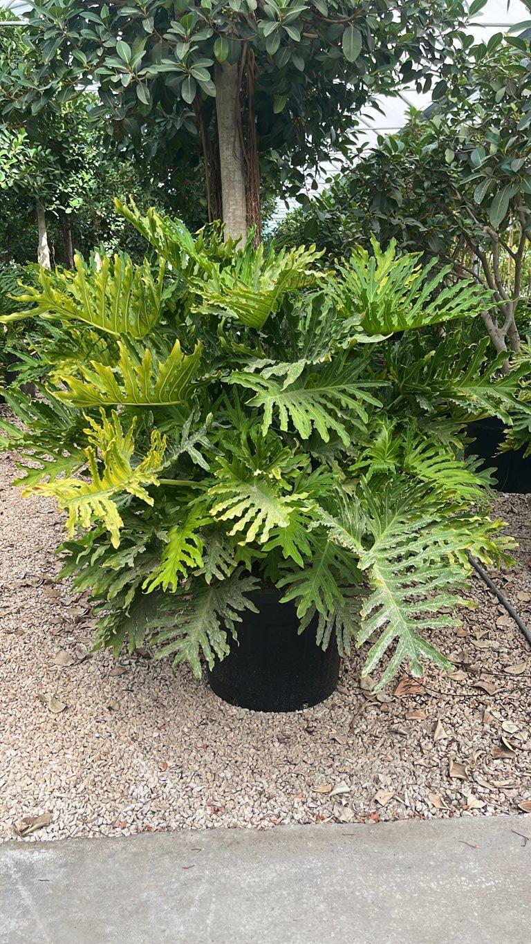 PHILODENDRON SELLOUM Filodendro