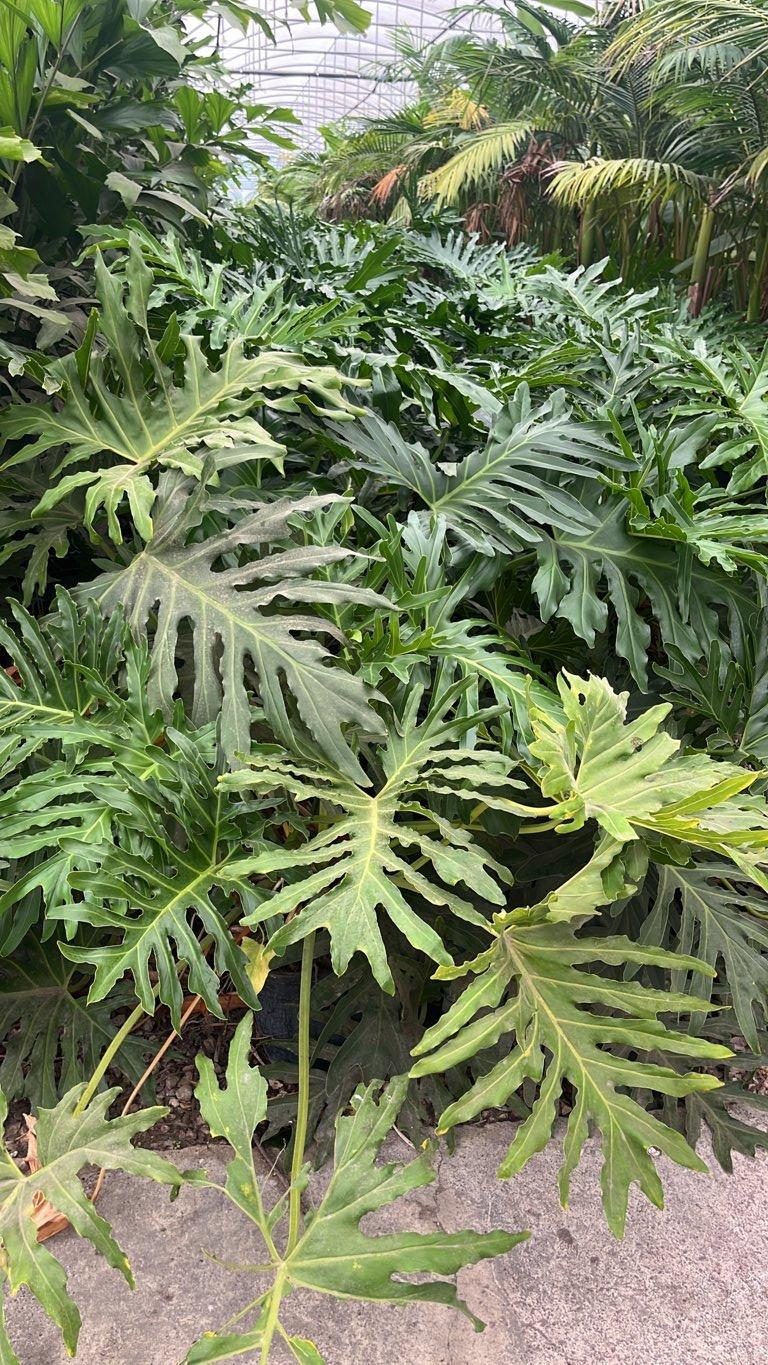 PHILODENDRON SELLOUM Filodendro