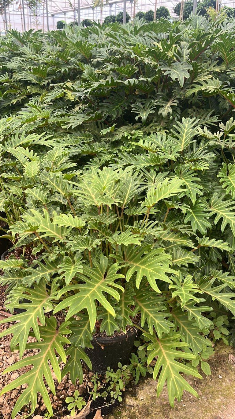PHILODENDRON XANADU Filodendro