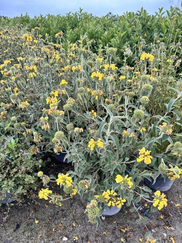 PHLOMIS LYCIA