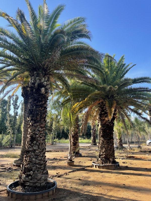 PHOENIX CANARIENSIS Palma delle Canarie