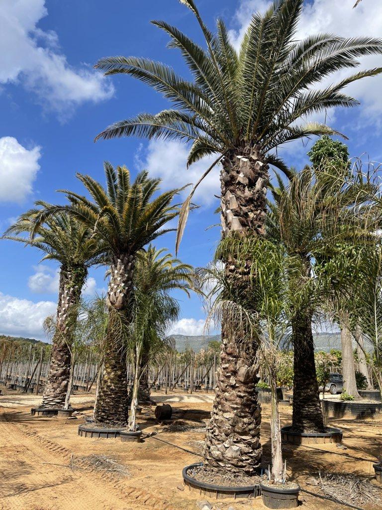 PHOENIX CANARIENSIS Palma delle Canarie