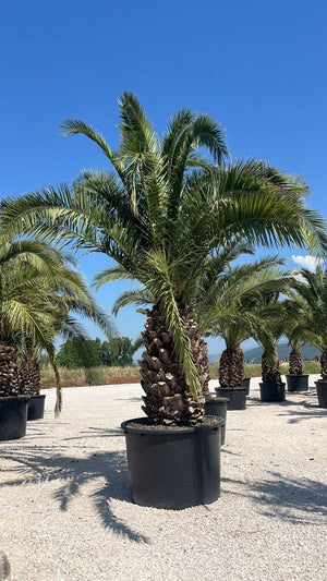PHOENIX CANARIENSIS Palma delle Canarie