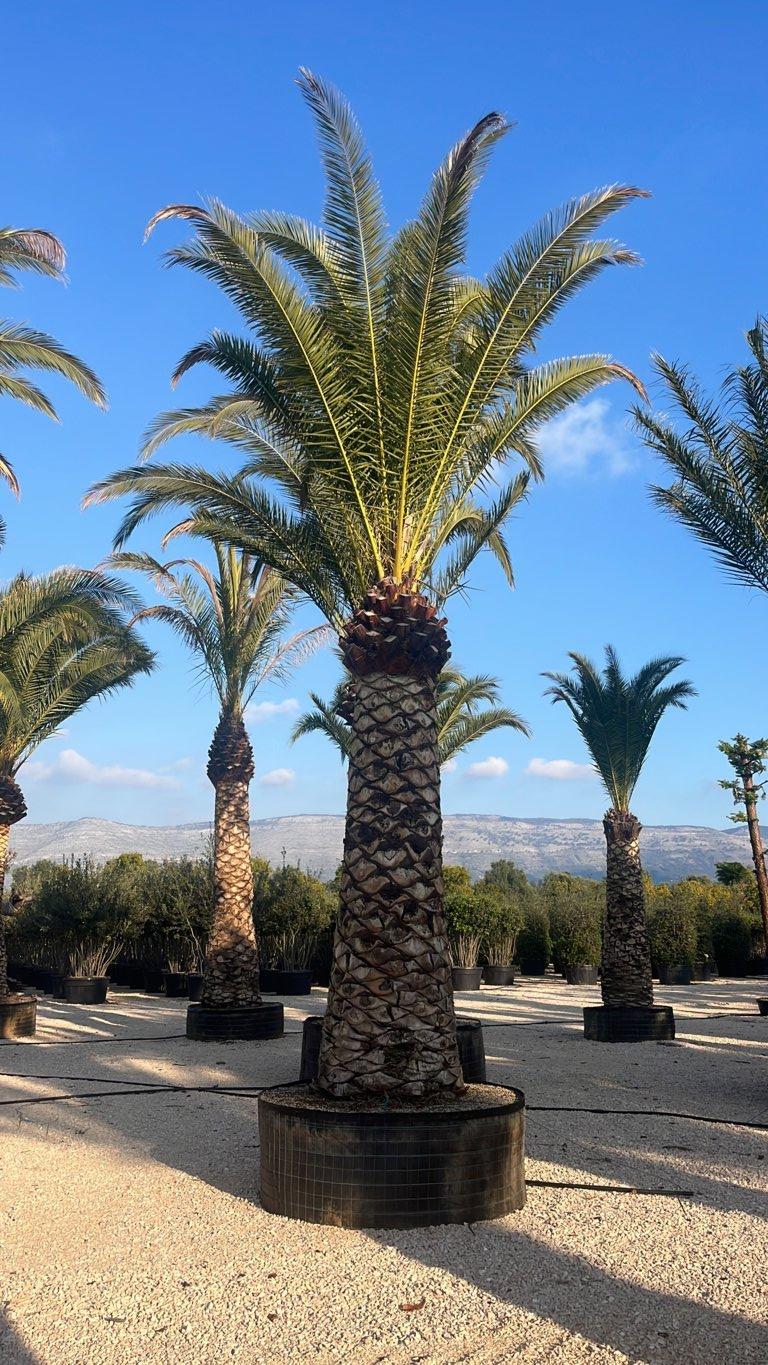 PHOENIX CANARIENSIS Palma delle Canarie