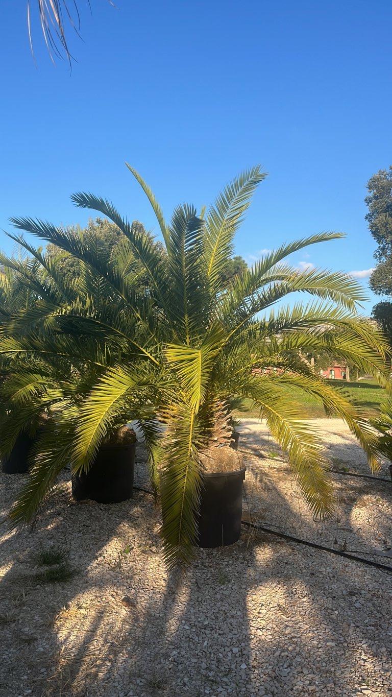 PHOENIX CANARIENSIS Palma delle Canarie