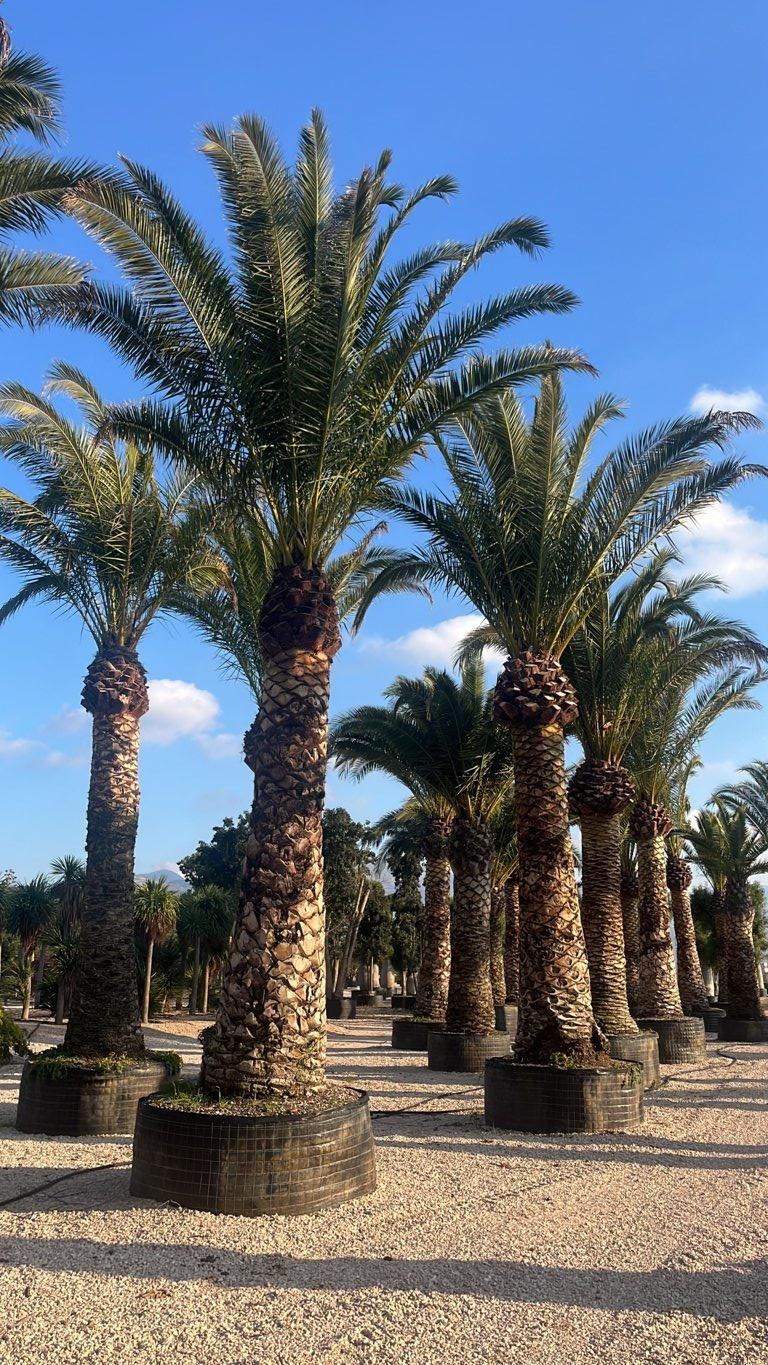 PHOENIX CANARIENSIS Palma delle Canarie