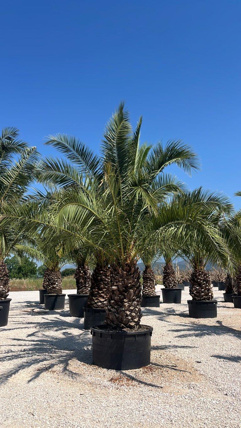 PHOENIX CANARIENSIS Palma delle Canarie