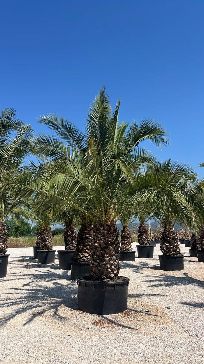 PHOENIX CANARIENSIS Palma delle Canarie