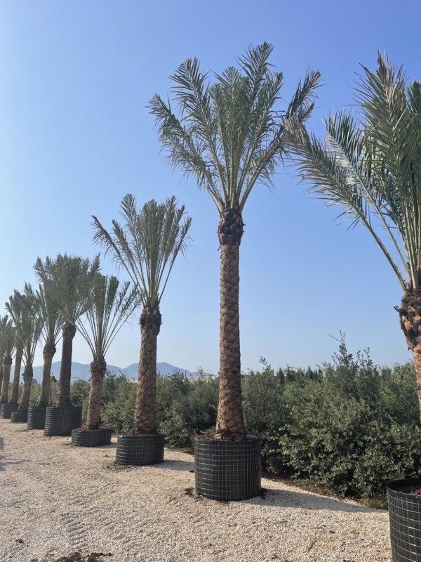 PHOENIX DACTYLIFERA Palma da datteri