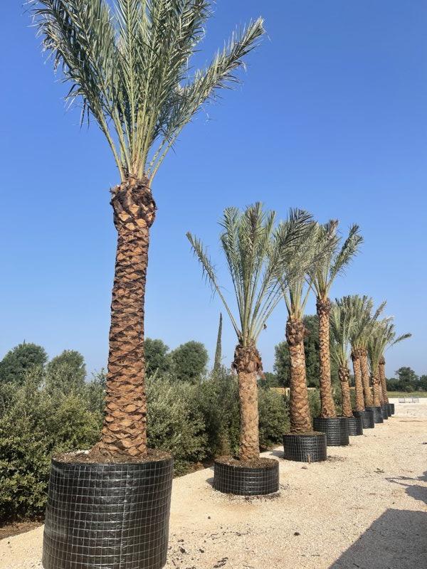 PHOENIX DACTYLIFERA Palma da datteri