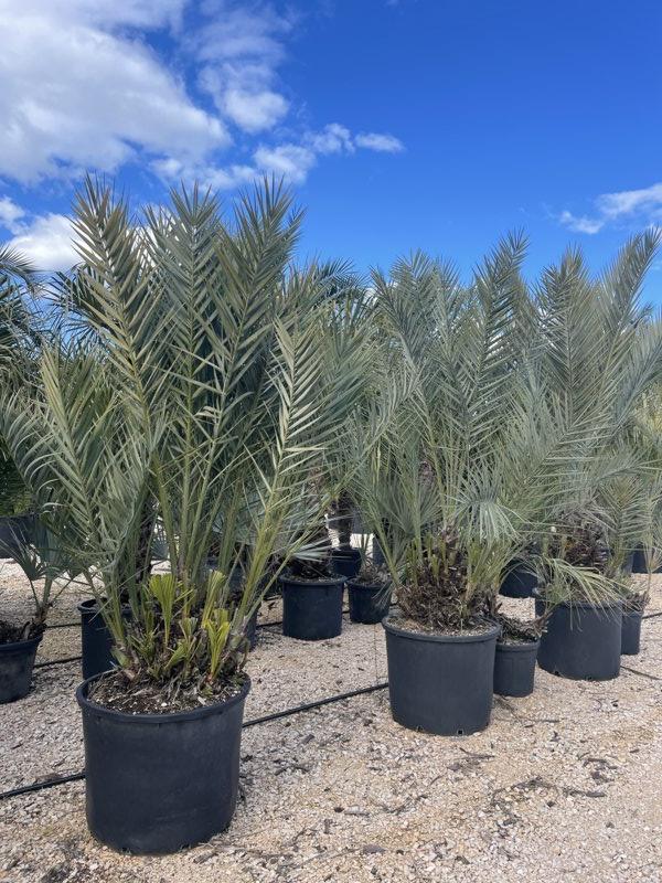 PHOENIX DACTYLIFERA Palma da datteri