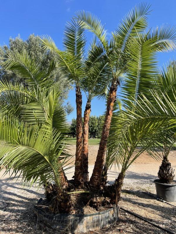 PHOENIX RECLINATA Palma del Senegal