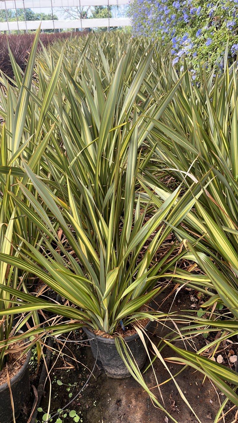 PHORMIUM TENAX JESTER Lino della Nuova Zelanda