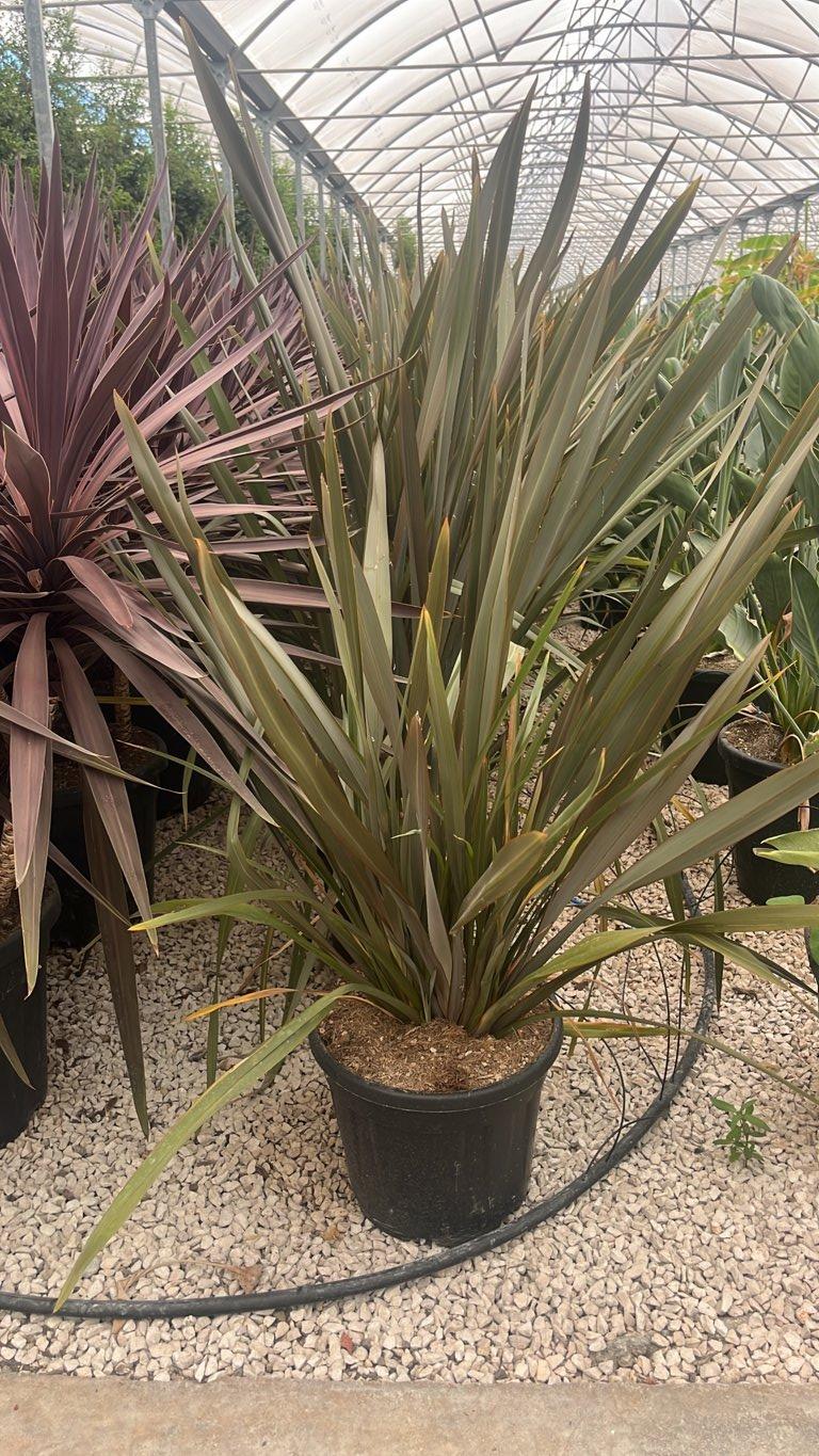 PHORMIUM TENAX PINK BLUSH Lino della Nuova Zelanda