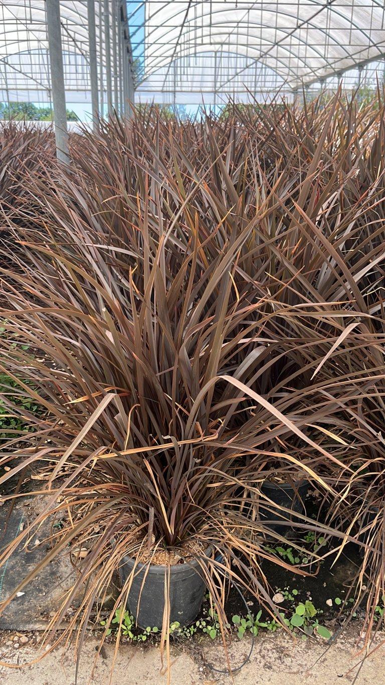 PHORMIUM TENAX RUBRA NANA Lino della Nuova Zelanda