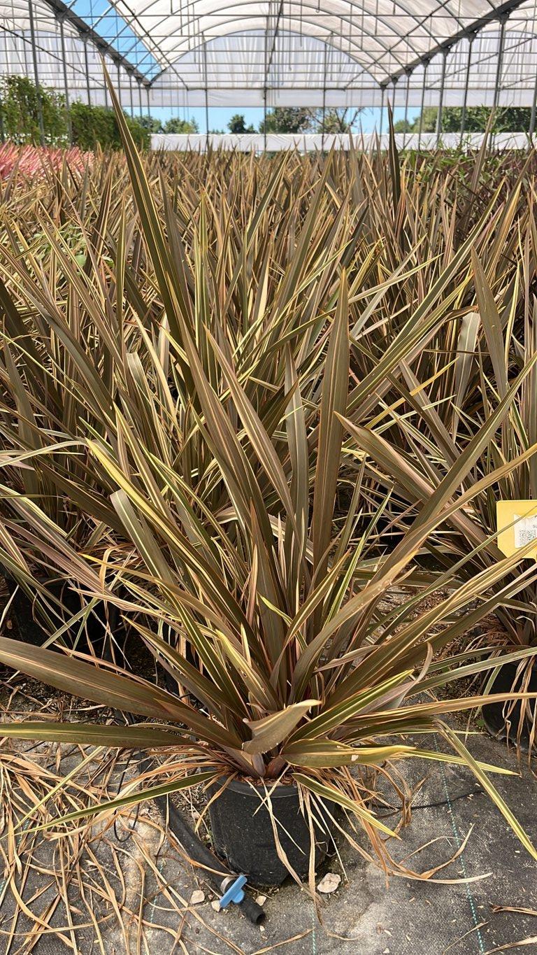 PHORMIUM TENAX SUNDOWNER Lino della Nuova Zelanda