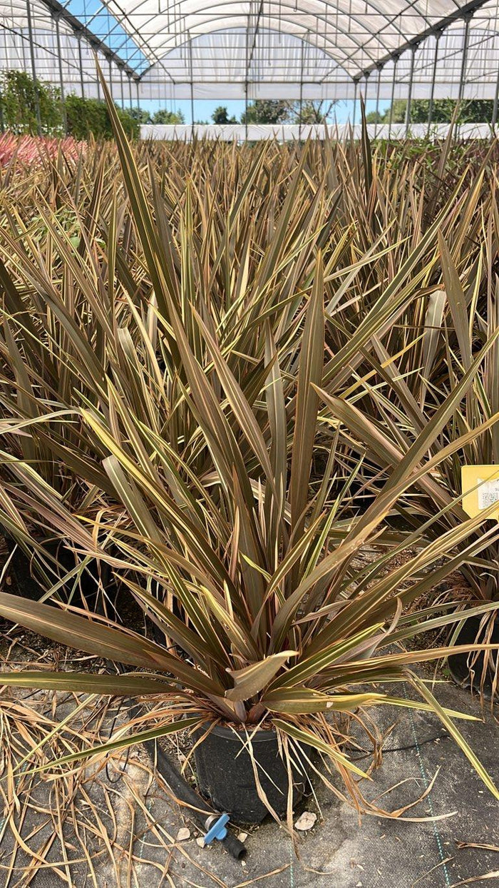 PHORMIUM TENAX SUNDOWNER Lino della Nuova Zelanda