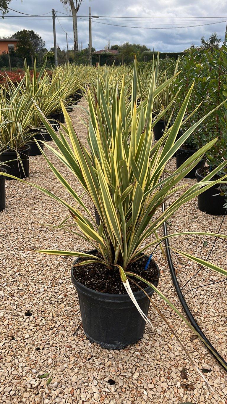 Phormium Tenax Variegatum (Lino della Nuova Zelanda) — vaso 30 litri
