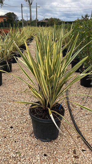 Phormium Tenax Variegatum (Lino della Nuova Zelanda) — vaso 30 litri