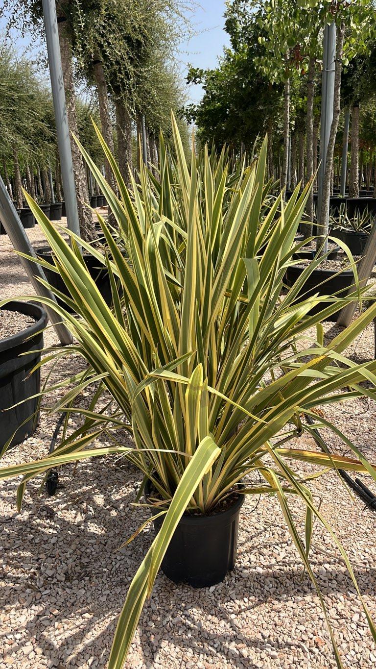 PHORMIUM TENAX VARIEGTUM Lino della Nuova Zelanda