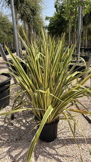 PHORMIUM TENAX VARIEGTUM Lino della Nuova Zelanda