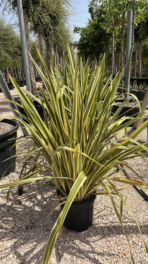 PHORMIUM TENAX VARIEGTUM Lino della Nuova Zelanda
