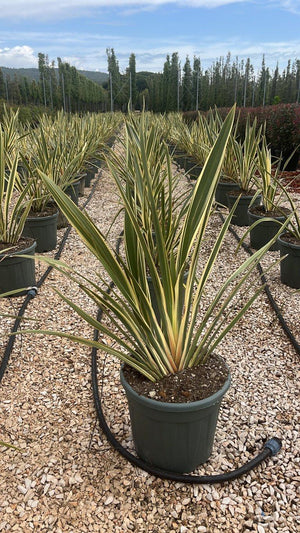PHORMIUM TENAX VARIEGTUM Lino della Nuova Zelanda