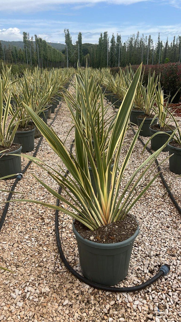 PHORMIUM TENAX VARIEGTUM Lino della Nuova Zelanda