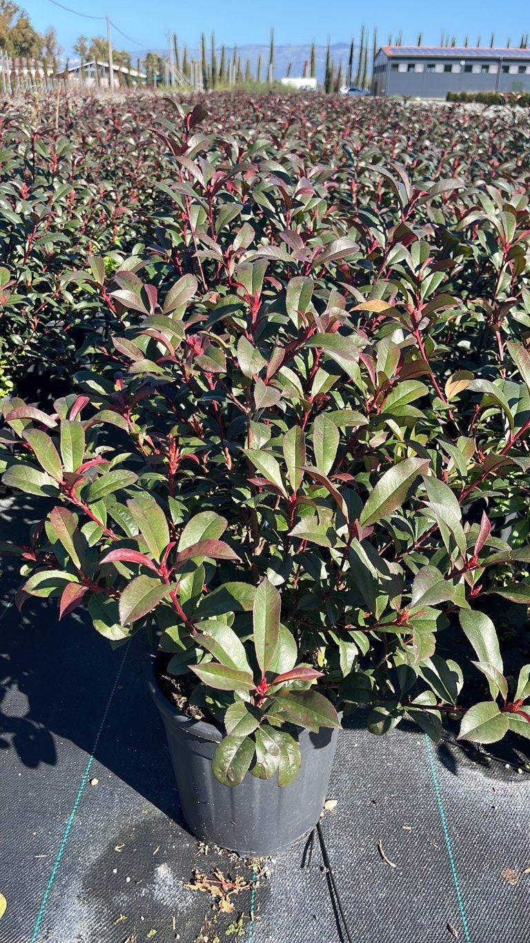 PHOTINIA X FRASERI CARRE ROUGE fotinia