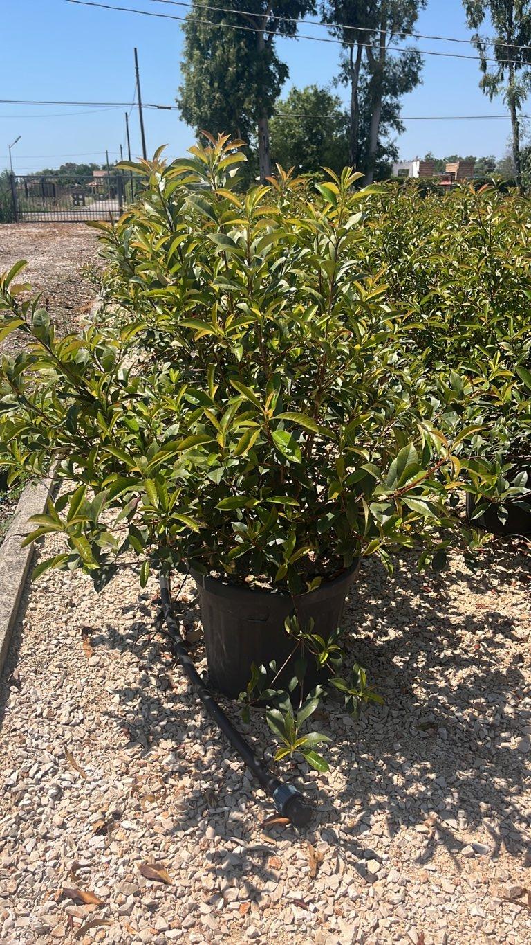 PHOTINIA X FRASERI CARRE ROUGE fotinia