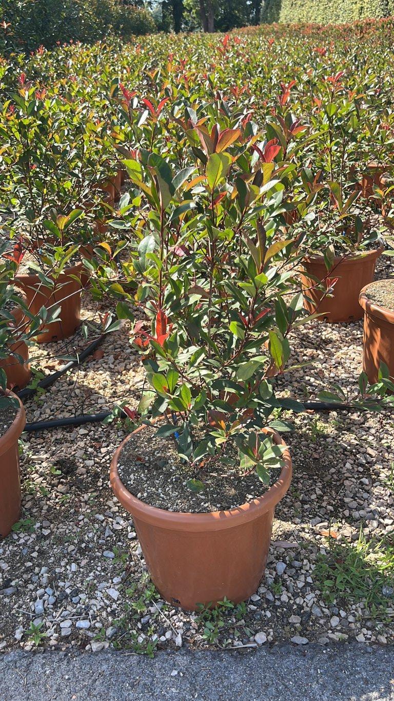 PHOTINIA X FRASERI CARRE ROUGE fotinia