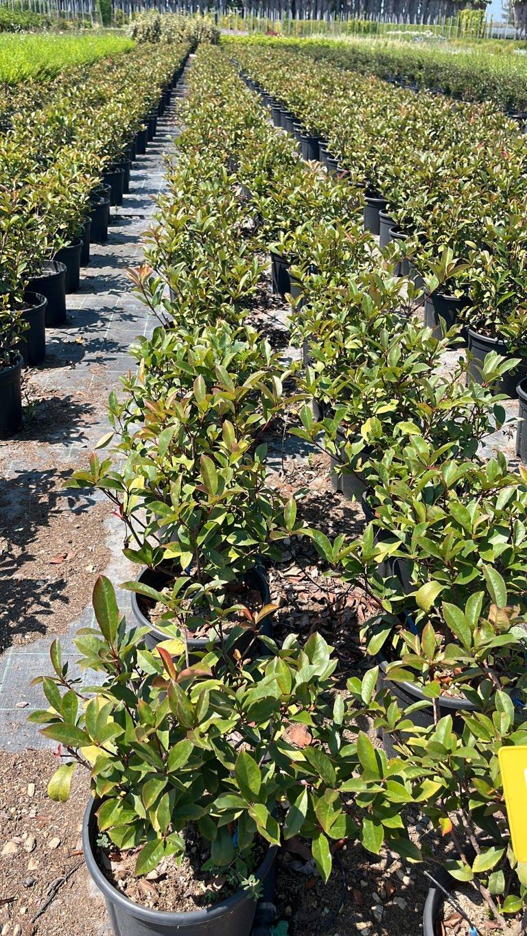 Photinia Fraseri Compacta (Fotinia) — Cespuglio, vaso 9 litri