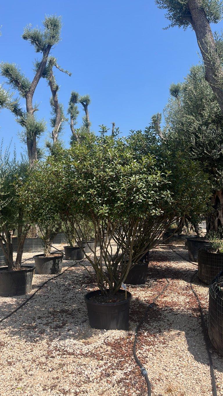 PHOTINIA X FRASERI COMPACTA fotinia
