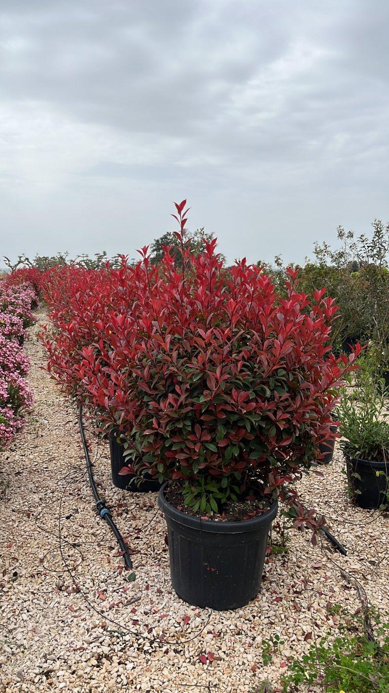 Photinia Fraseri Compacta (Fotinia) — Palla, vaso 70 litri
