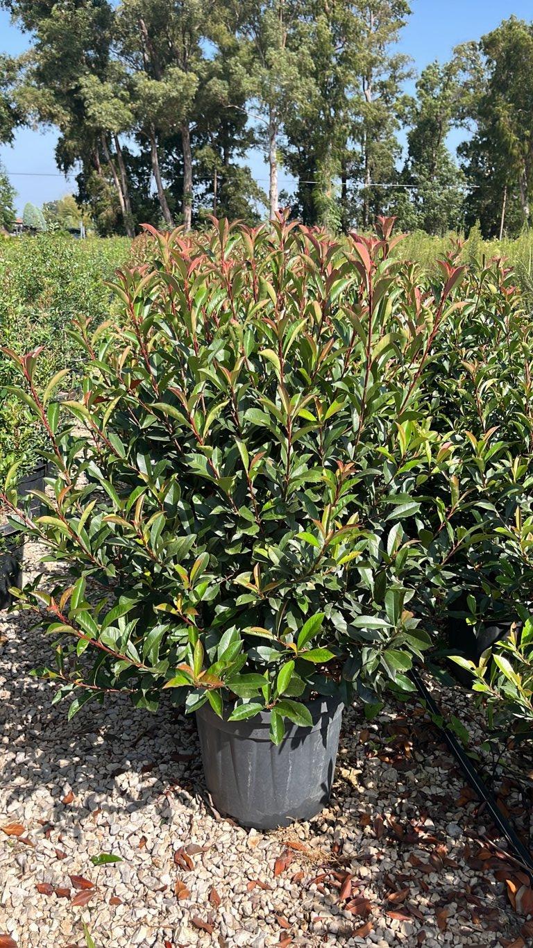 PHOTINIA X FRASERI COMPACTA fotinia