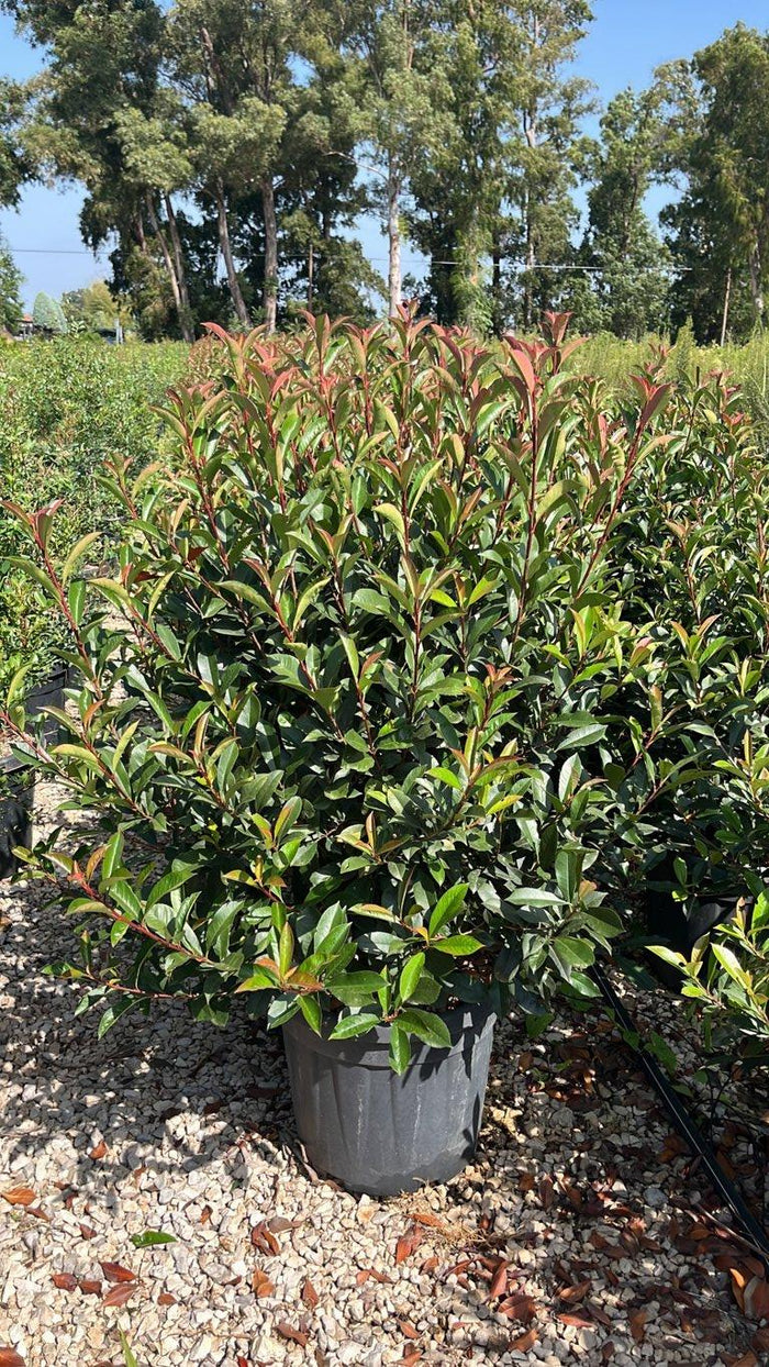 PHOTINIA X FRASERI COMPACTA fotinia