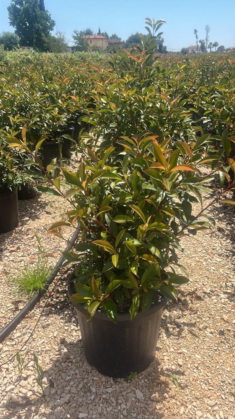 PHOTINIA X FRASERI COMPACTA fotinia
