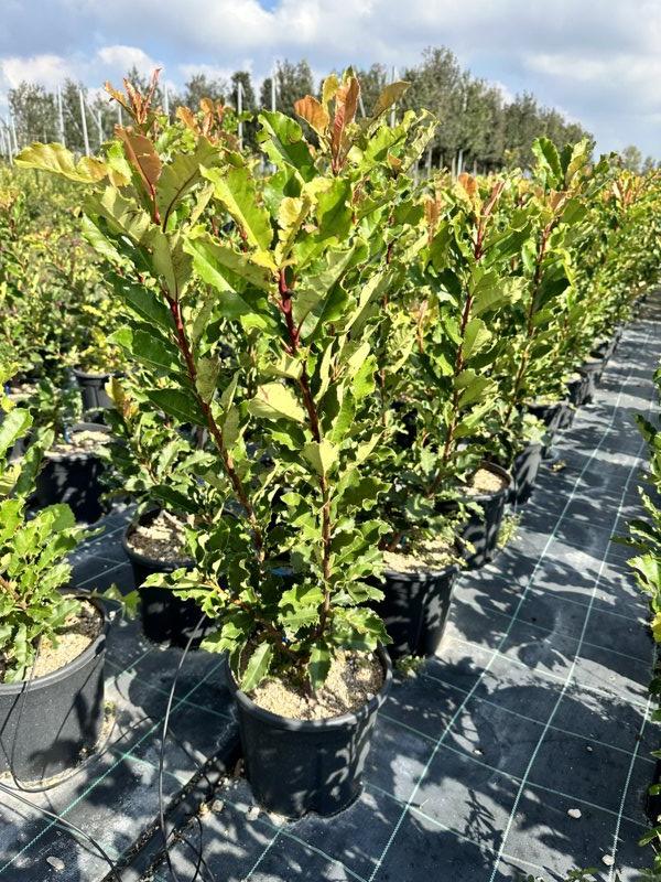 PHOTINIA X FRASERI CRUNCHY fotinia