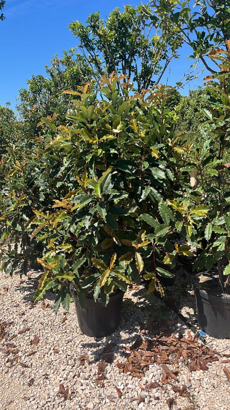 Photinia Fraseri Crunchy (Fotinia) — Cespuglio, altezza 125/150 cm, vaso 30 litri