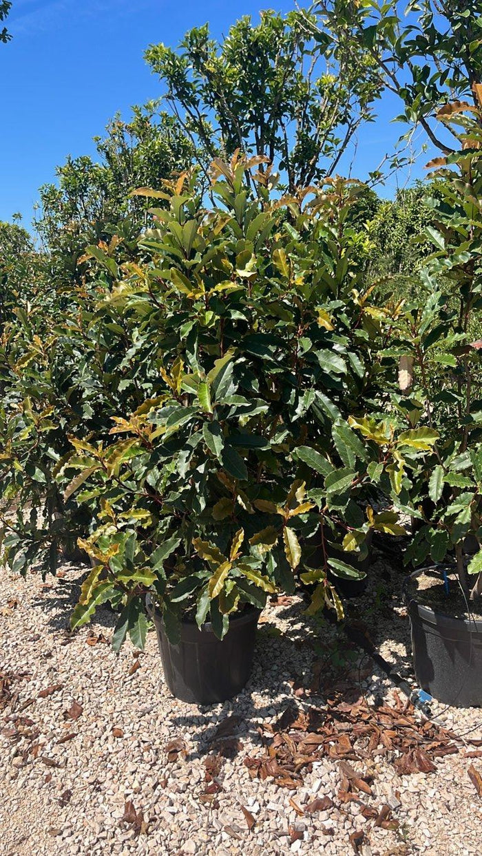 Photinia Fraseri Crunchy (Fotinia) — Cespuglio, altezza 125/150 cm, vaso 30 litri