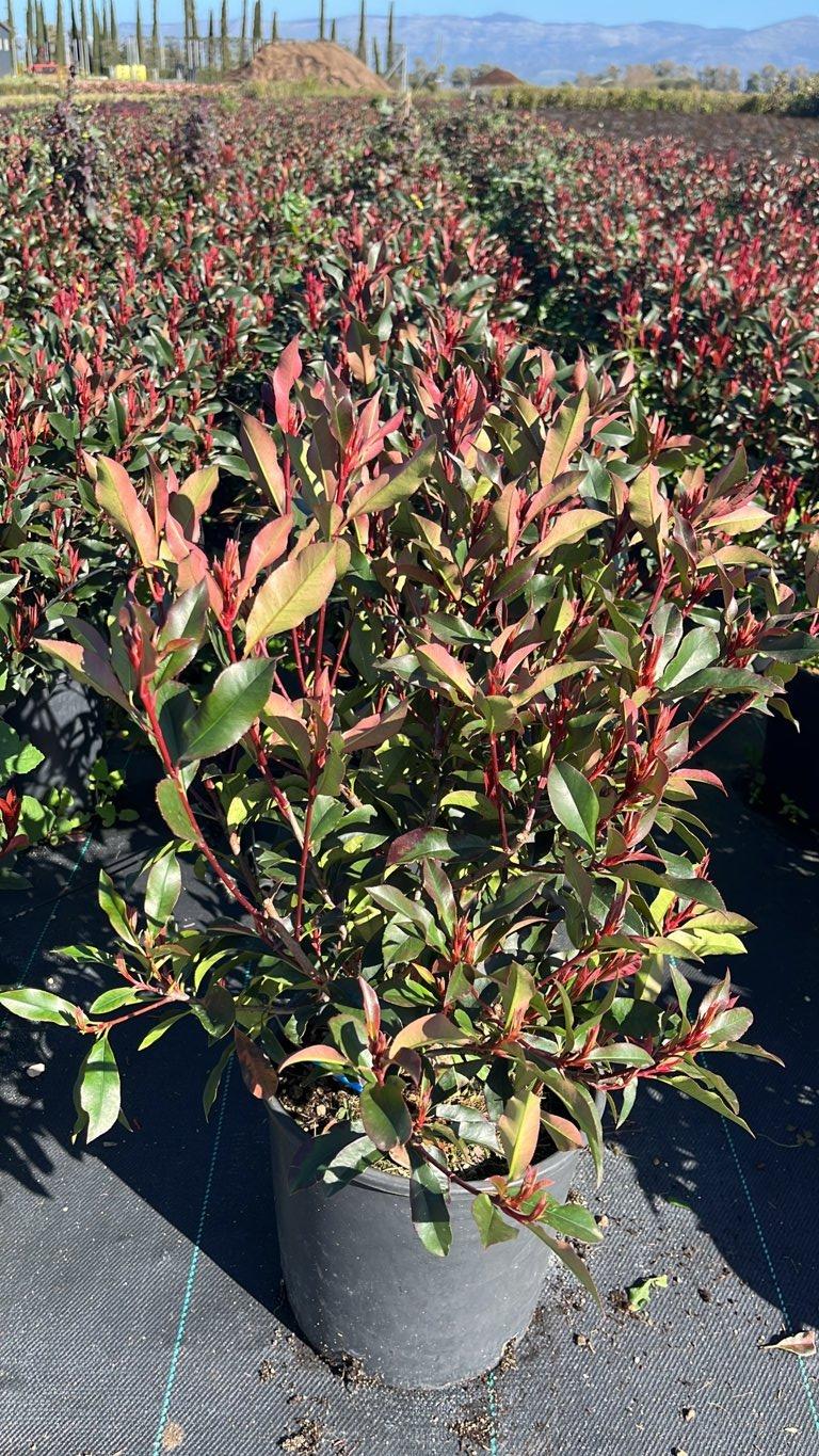 Photinia Fraseri Dynamo Red (Fotinia) — Cespuglio, vaso 9 litri
