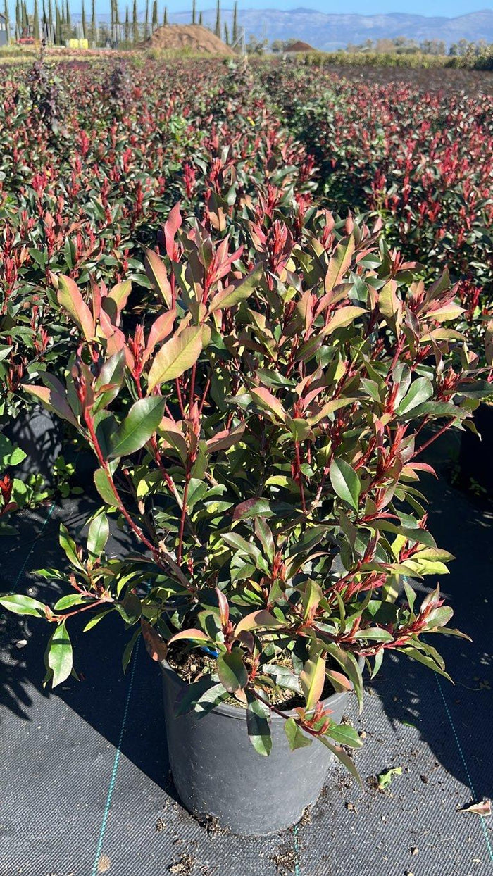 Photinia Fraseri Dynamo Red (Fotinia) — Cespuglio, vaso 9 litri